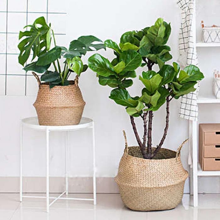 Cache Pot Osier Grande Taille - Collection Nature Chic